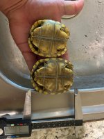 Well started yellows plastron.jpg