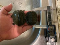 Funerea.jpg
