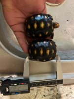 Venezuelan Carapace.jpg