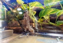 tokayFAUNA#2a (1).jpg