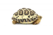 61B2A678-F7B8-4666-832D-CEFE0E5B3F2E_1_201_a.jpg