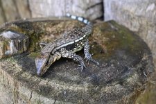 DSC_3172.jpg