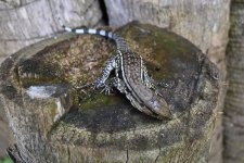 DSC_3174.jpg
