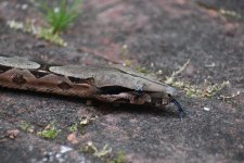 DSC_0262.jpg
