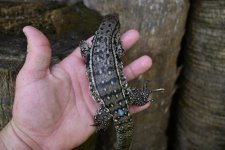 DSC_3147.jpg