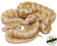 albino-ball-pythons-for-sale_960x.jpg