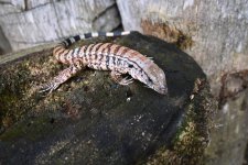 DSC_2834.jpg