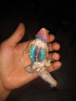 IMG_20210324_194339093.jpg