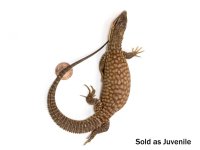 yellow_ackie_monitor_-_varanus_acanthurus_juvenile_-2.jpg