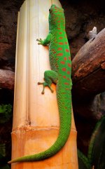 Male_Grandis1.jpg