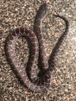 L.splendida1.jpg