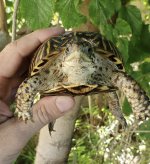 Ornata 1.jpg