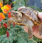 Ornata 2.jpg