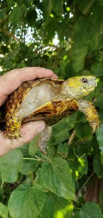 Ornata 3.jpg