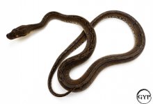 2 (1 of 1).jpg