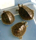 IMG_0121.jpg