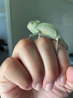 IMG_1517.jpg