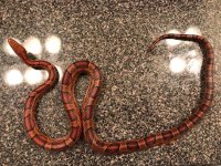 Cornsnake1.jpg