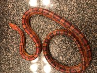 Cornsnake2.jpg