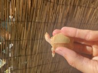 IMG_1478.jpg
