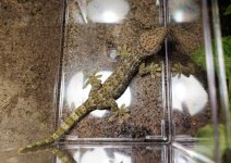 tokayFAUNA#4 (1).jpg