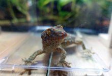 tokayFAUNA#4c (1).jpg