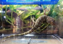 tokayFAUNA#4a.jpg