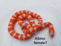 Female7TangAmel.jpg