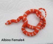Female4TangAmel.jpg