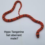 Male7TangAbber.jpg