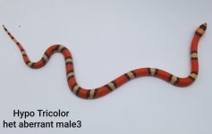 Male3TricAbb.jpg