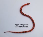 Male8TangAbber.jpg