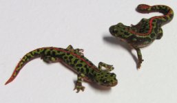marbled juvies.jpg