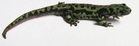 marbled male.jpg
