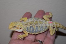 Citrus Tiger Female 1.jpg