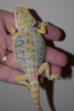 Citrus Tiger Female 1..jpg