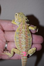 Citrus Tiger Hypo Female 2..jpg