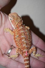 Red Female 1..jpg