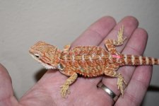 Red Female 1.jpg