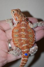 Red Male 1.jpg
