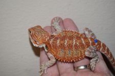 Red Male 1..jpg