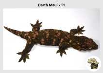 Darth Maul x PI (2021-11-07) MM (2).jpg