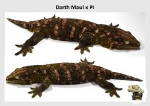 Darth Maul x PI (2021-11-07) MM (1).jpg