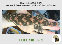 Darth Maul x PI - Sibling WM.png