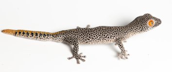 DSC_3100-2.jpg