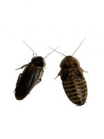 dubia picture.jpg