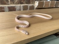 albino western coachwhip.jpg