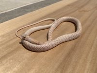albino westrern coachwhip 2.jpg