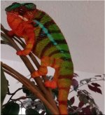 Geezus temp pic panther cham for sale.jpg