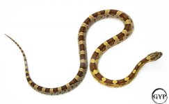 2 (1 of 1).jpg